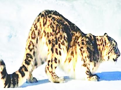 leopard killed child in rishikesh.